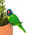 Lorikeet Pot Sitter - Gifts For Dad